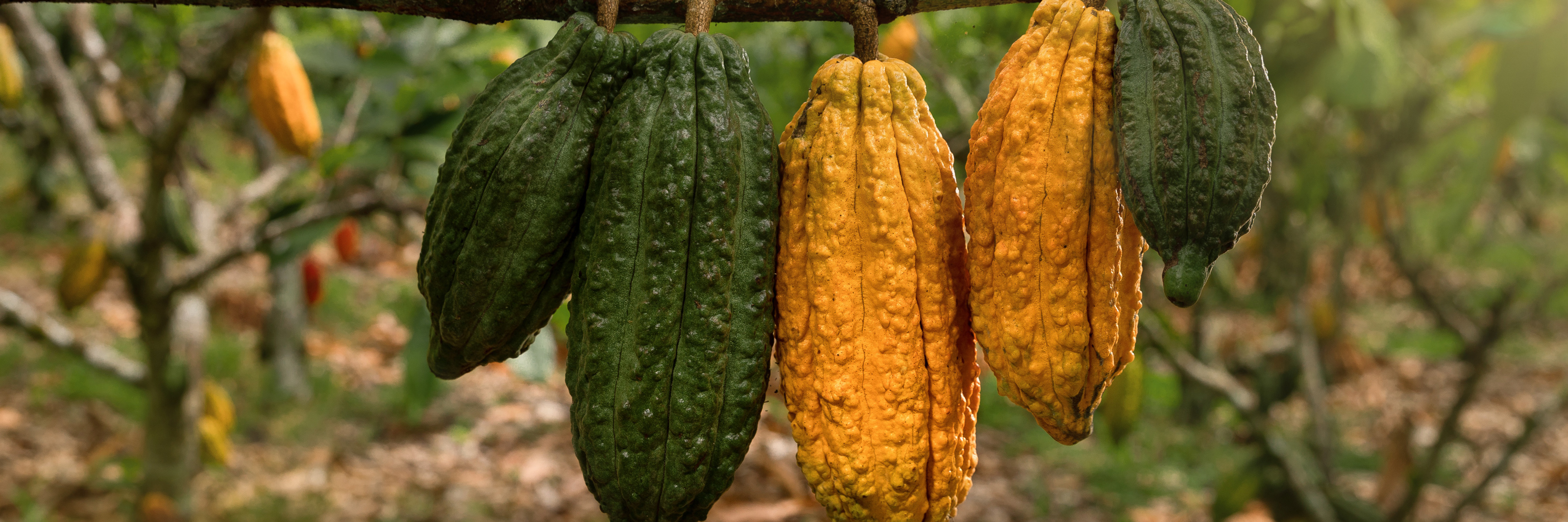 A cacao plant with large green and golden pods. 