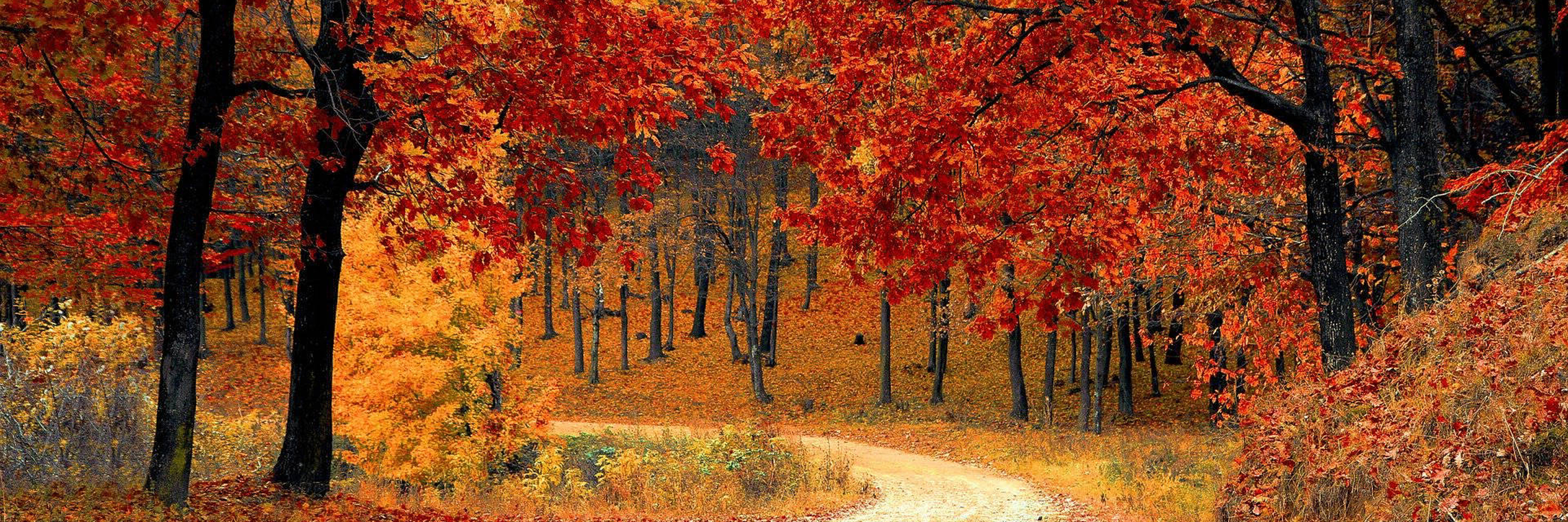A path through the woods in fall when leaves are red and orange. 