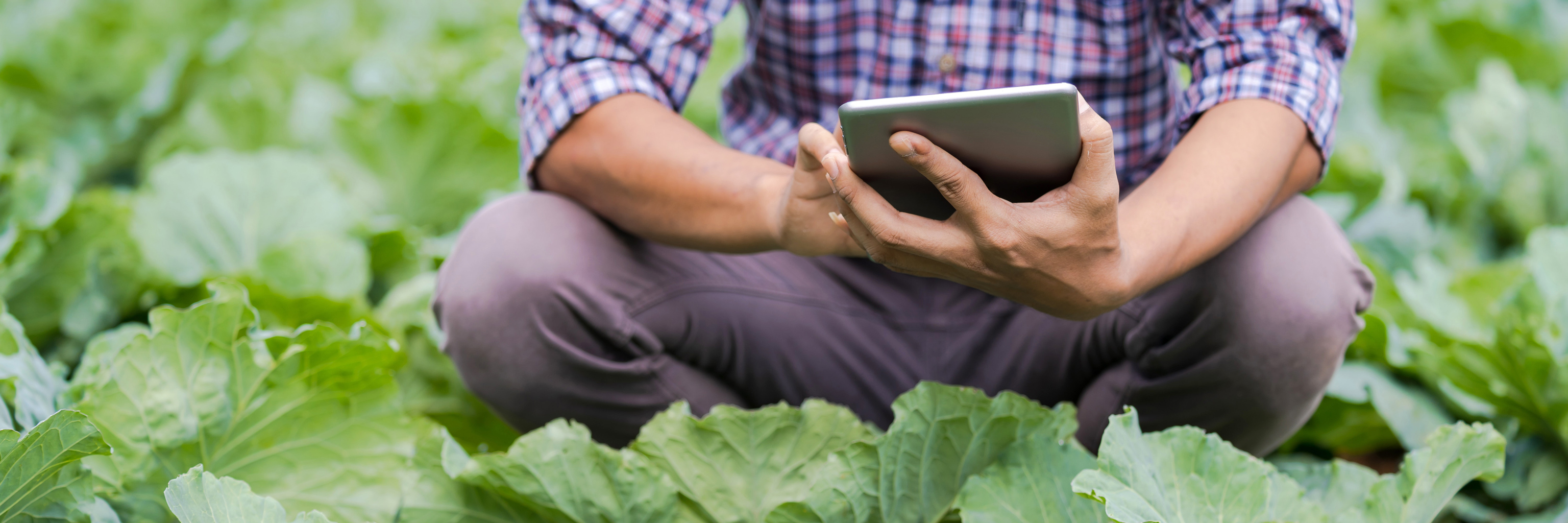 A hand holding a piece of technology while squatted in a field of crops. 