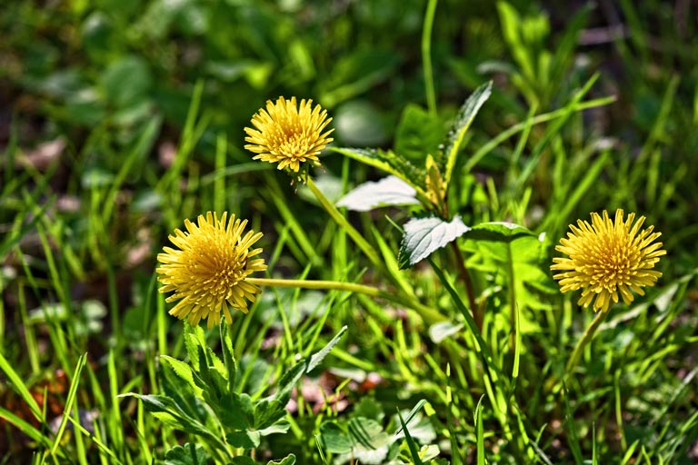 Three dandelions growing in a small patch. 